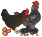 Sex Link - Black - Female - SALE